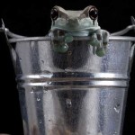 hell frog in bucket
