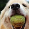 Moment of Happiness: Breslin and the Ball